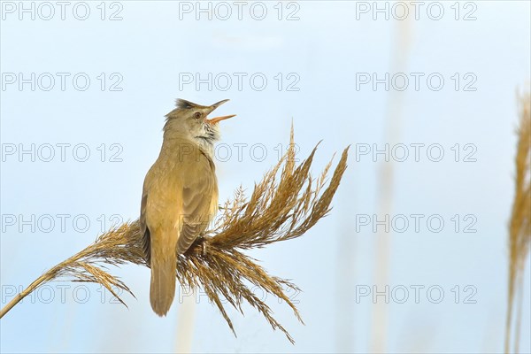 Great reed warbler