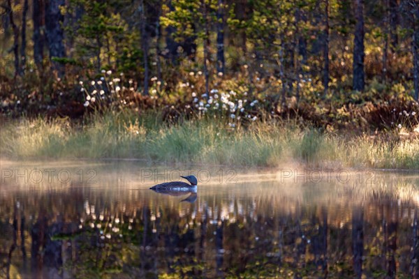 Red-throated loon