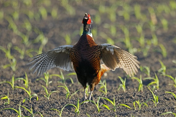 Pheasant