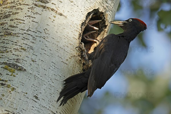 Black woodpecker