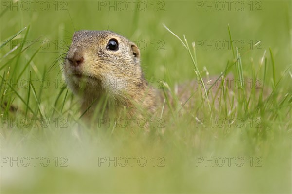 Gopher