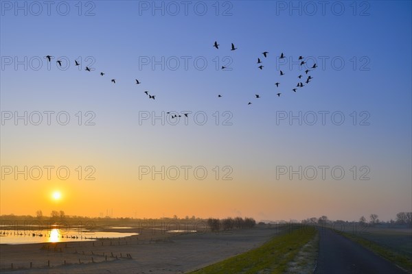 Wild geese flying over flooded meadows on the Rhine at dawn