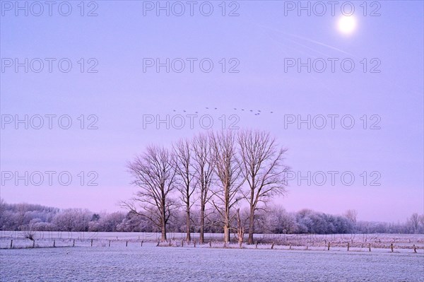 Frosty winter morning with bare deciduous trees under full moon