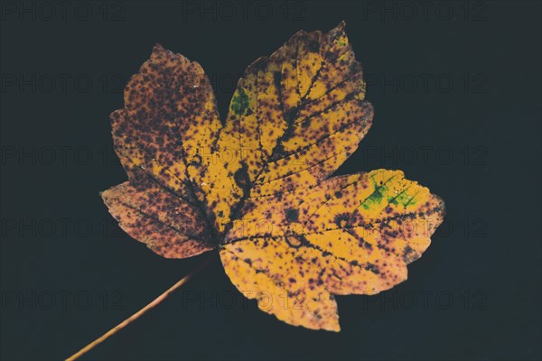 Decaying maple leaf on the black background