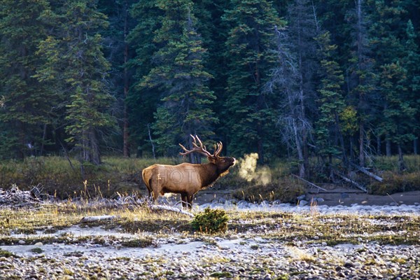 Elk