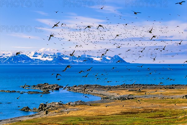 Flock of Little auk