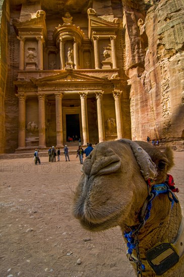 Camel in front of tomb in the rock