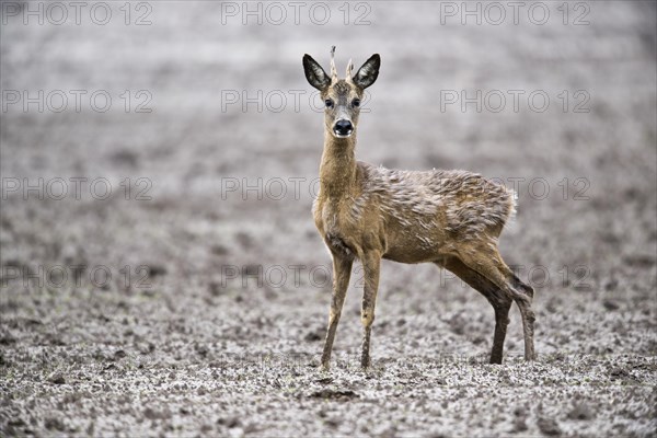 European roe deer