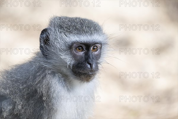 Vervet monkey