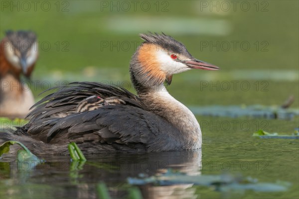 Great Crested Grebe