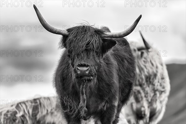 Scottish Highland Cattle