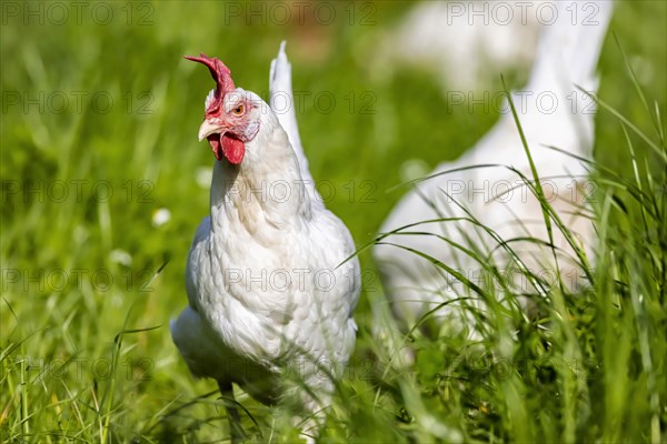 Free-range chickens in a meadow