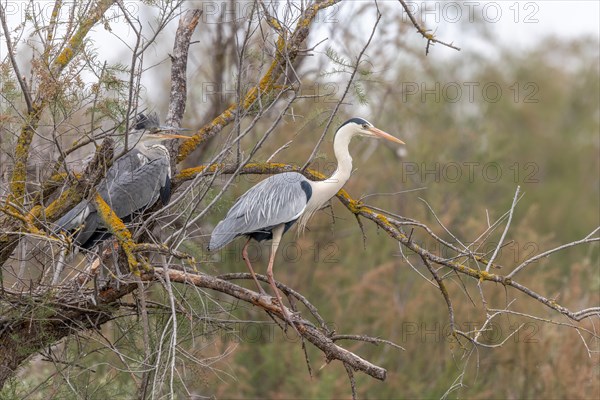 Grey heron