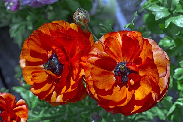 Red flowering ranunculus