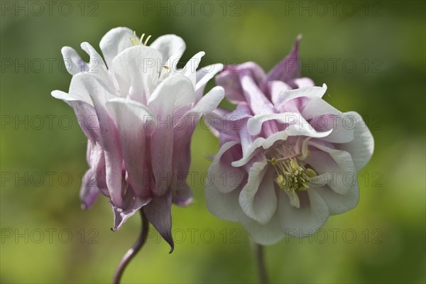 Columbine