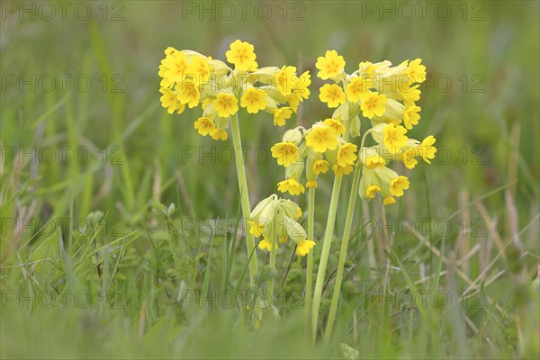 Meadow common cowslip