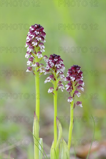 Burnt-tip orchid