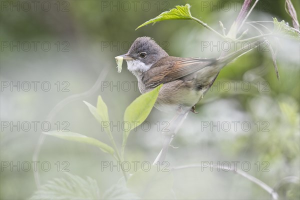 Common whitethroat