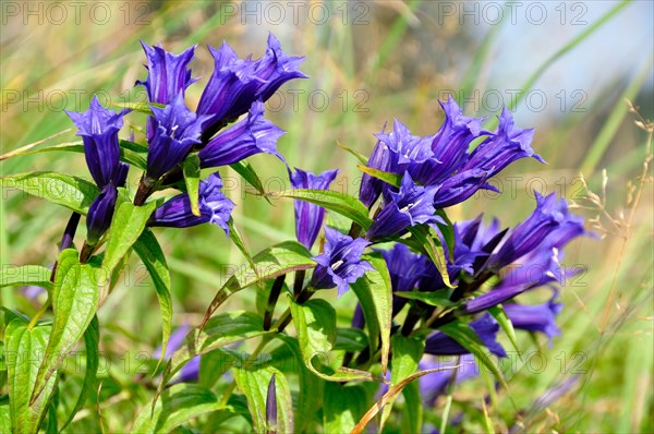 Willow gentian