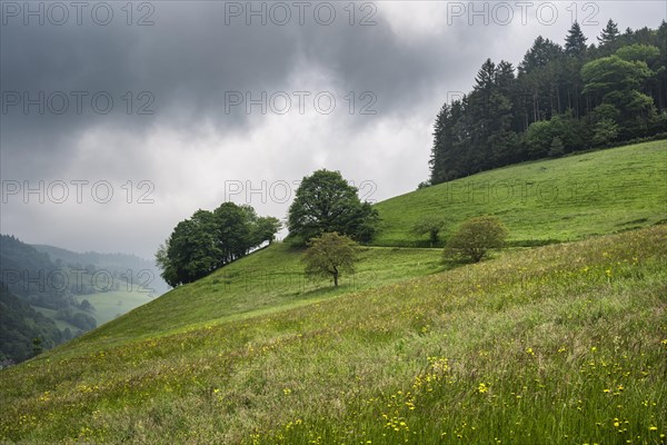 Forage meadow in Muenstertal