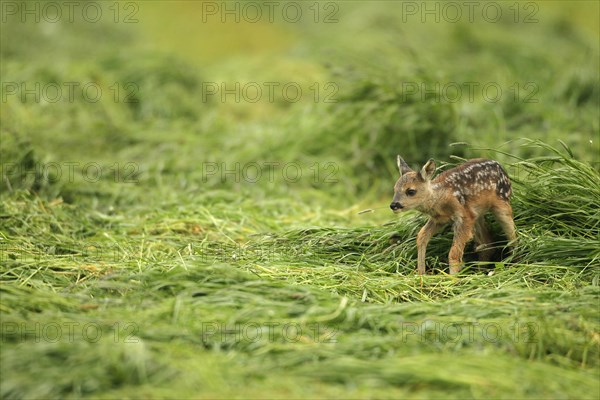 European roe deer