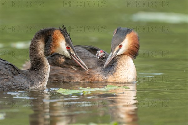 Pair of Great Crested Grebe