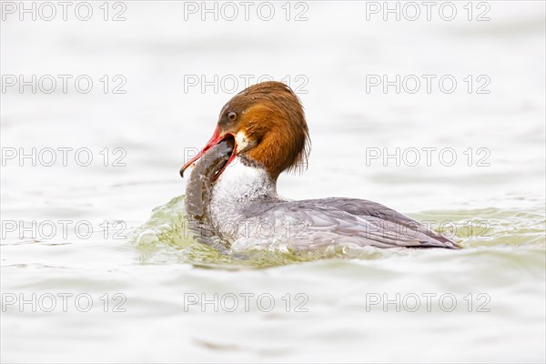 Common merganser