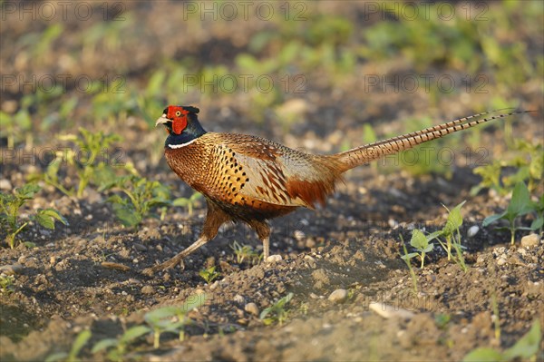 Pheasant