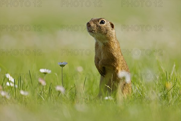 Gopher