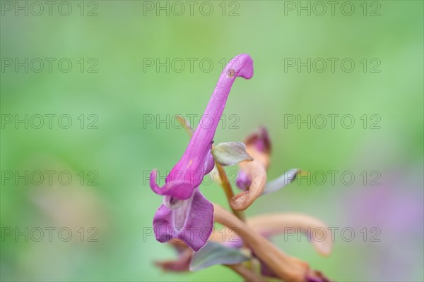 Fingered larkspur