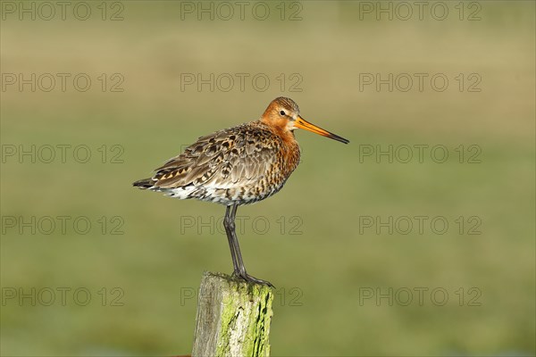 Black-tailed Godwit