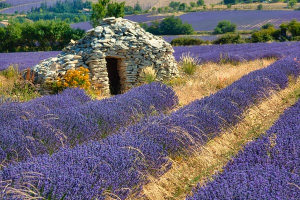 Borie on lavender field