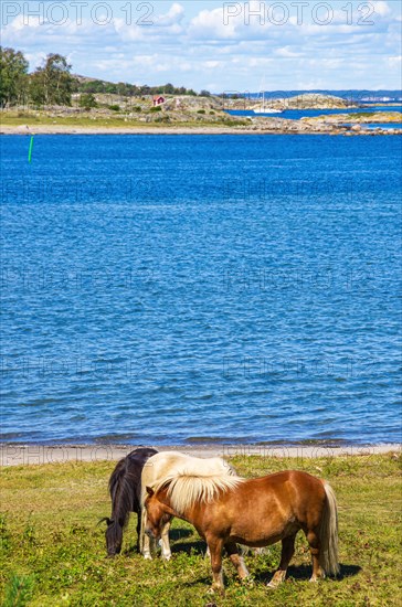 Free-roaming and grazing ponies on the northern beach of South Koster Island