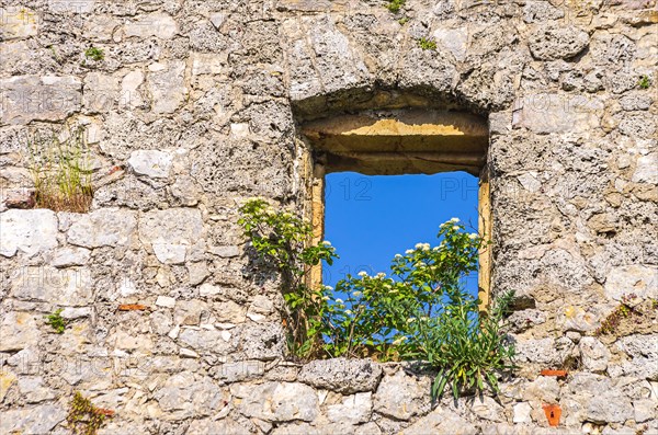 Single window overgrown with flowers in an old masonry