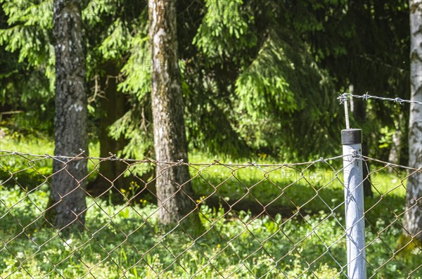 Burglars and thieves cut the top barbed wire of a garden fence to be able to climb over it unharmed