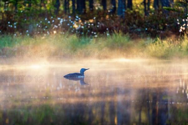 Red throated Loon