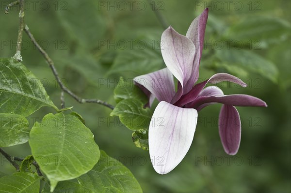 Magnolia blossom