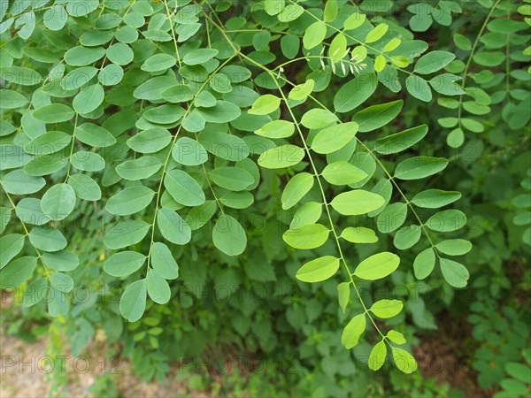 Green Acacia leaf