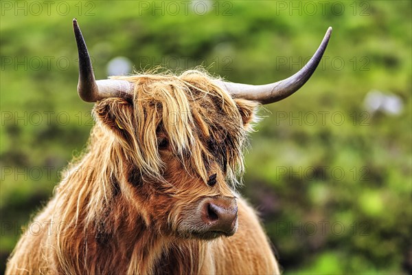 Scottish Highland Cattle