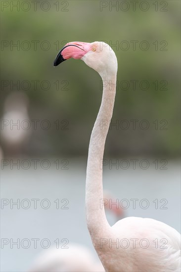 Greater Flamingo