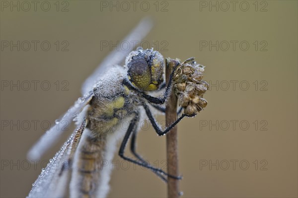 Four-spotted chaser