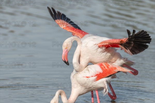 Greater Flamingo