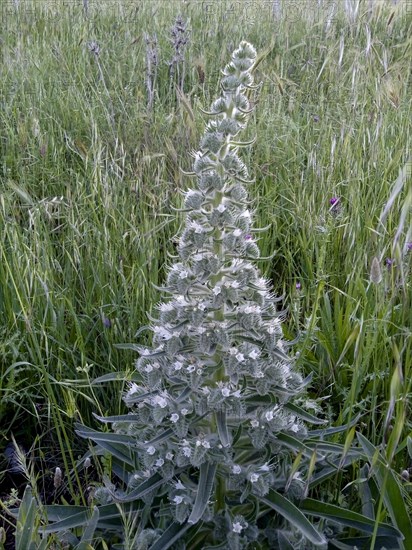 Tall viper's bugloss