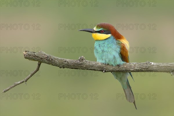 Bee-eater