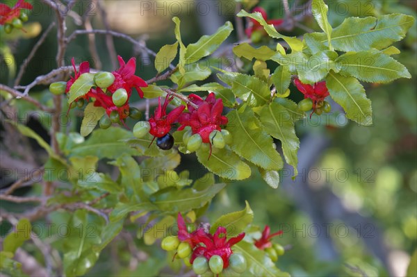 Ochna gamostigmata