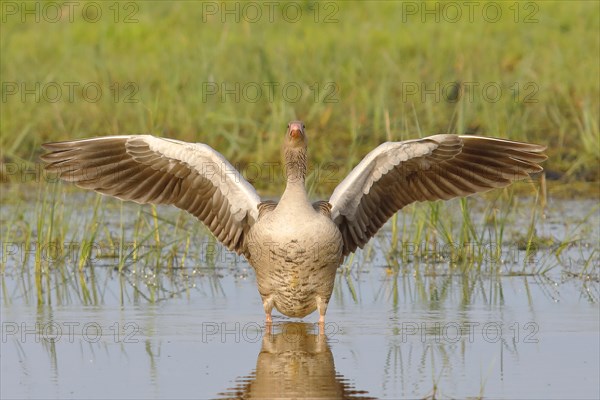 Greylag Goose