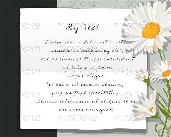 Daisy flowers over paper text card
