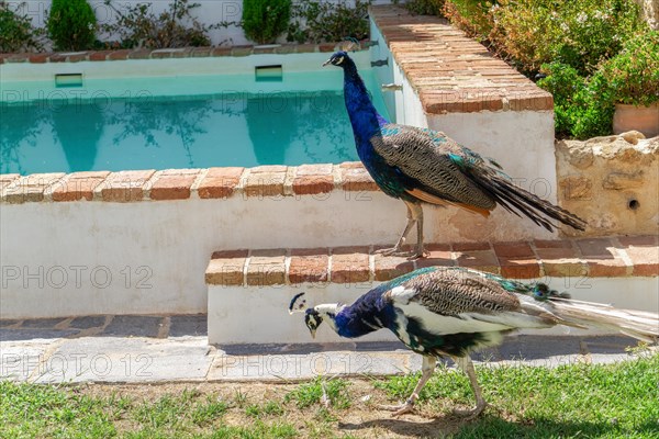 Peacock on a roof with white background and copy space