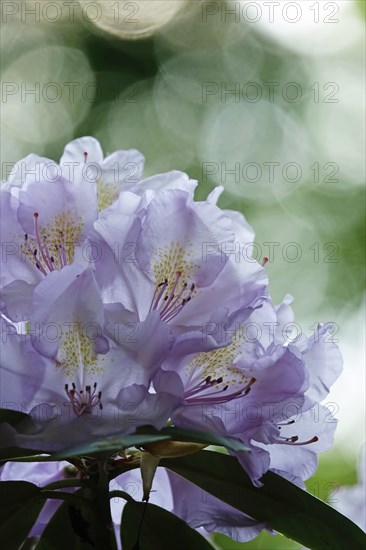 Magnificent rhododendron