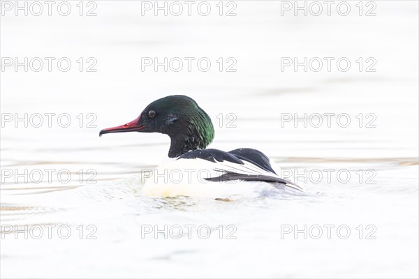 Common merganser